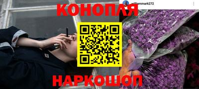 прущие грибы Можга